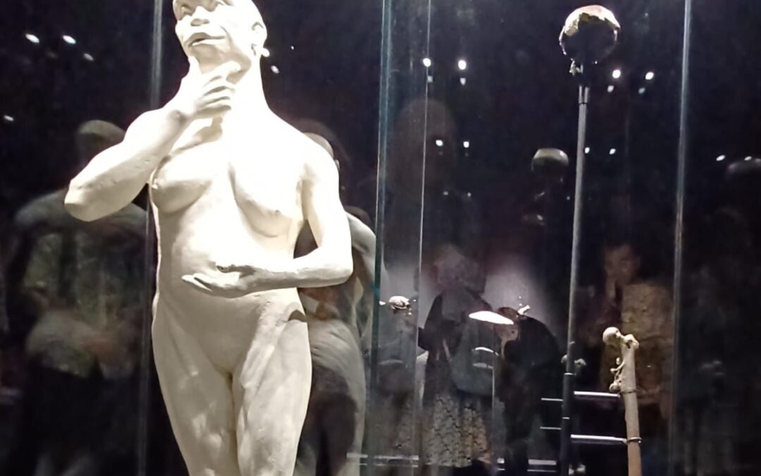 Kembalinya Fosil Java Man ke Indonesia Perkuat Kedaulatan Budaya